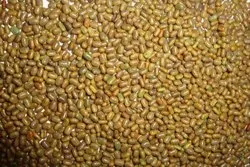 Kasni Beej - Cichorium Intybu - Chicory Seed