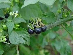 Makoy Dana - Kakamachi - Solanum Nigrum