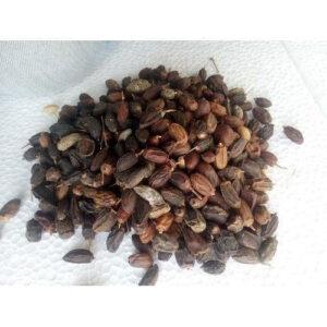 Neemboli - Nimboli - Neem Fruits Dry - Azadirachta Indica
