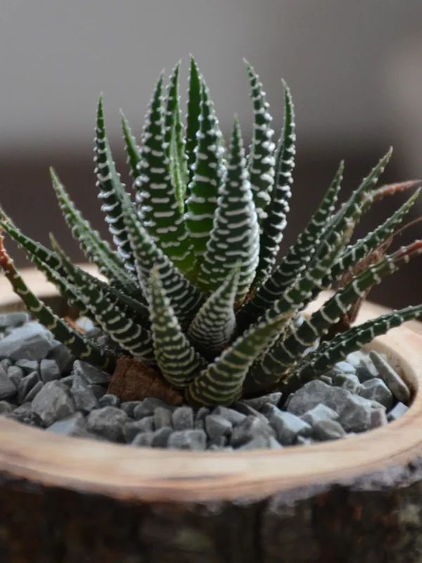 ZEBRA SUCCULENT IN UPCYCLED TREE STUMP - Image 5