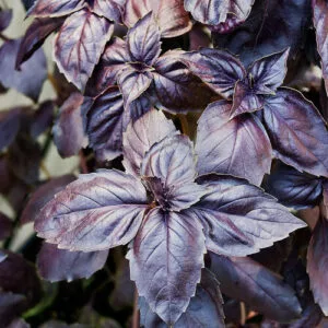 Basil Black Seeds (20 seeds)