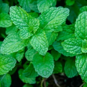 Mint Seeds (30 Seeds)