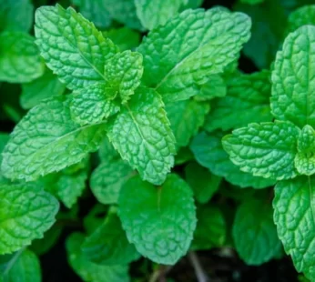 Mint Seeds (30 Seeds)