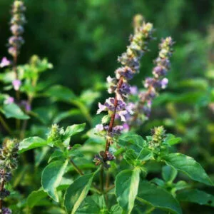 Holi Basil / Tulsi Seeds (20 seeds)