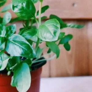 Basil Green Seeds (20 seeds)