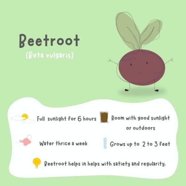 Beetroot Seeds (15 seeds) - Image 3