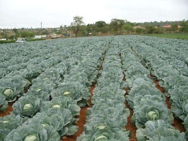 cauliflower