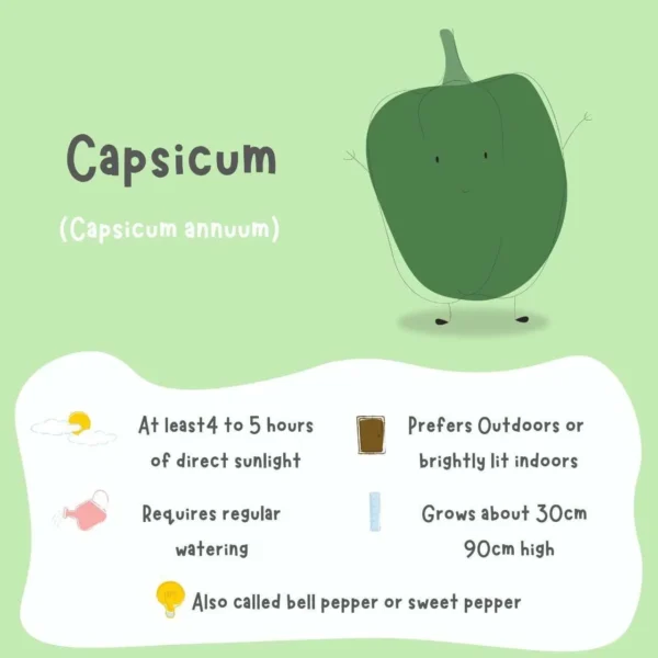 Capsicum Green Seeds (10 seeds) - Image 3