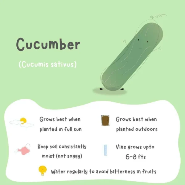 Cucumber Seeds (5 Seeds) - Image 2