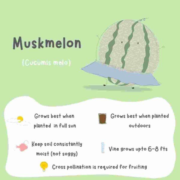 Muskmelon Seeds (3 seeds) - Image 2