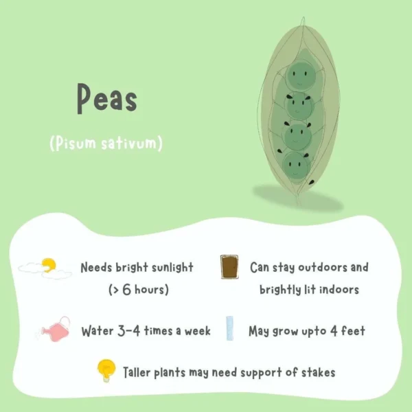Pea Seeds (5 Seeds) - Image 2