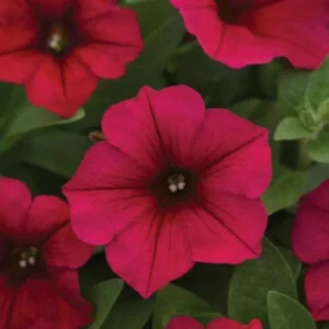 Petunia Mixed Seeds (30 seeds)