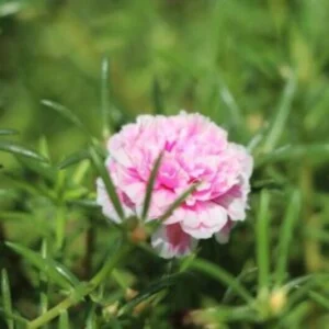 Portulaca Mixed Seeds (100seeds)