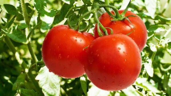 Rasulpur Green Vegetable Farmer Producer Company Ltd - Image 3