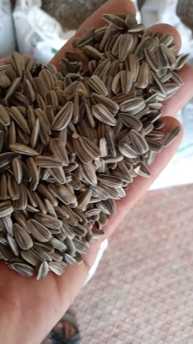 Black Sunflower Seeds - Image 2