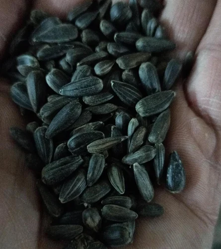 Black Sunflower Seeds - Image 3