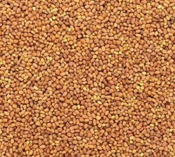 Kalmegh Seed