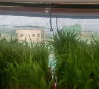 Hydroponic Grass Systems – 240 Try Setup