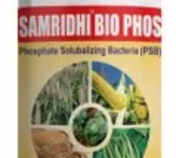 Phosphate Solubilizing Bacteria
