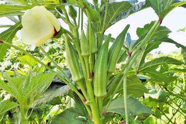 Amrut Sanjeevani Agro Producer Company Limited - Image 3