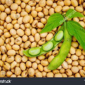 Shivguru Farmers Producer Company Ltd.
