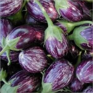 Country Brinjal Seeds 10g