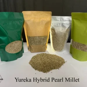 Organic Bajra Pearl Millet