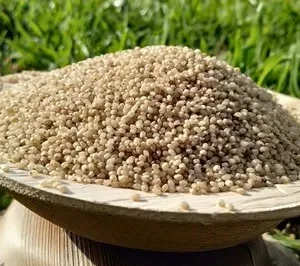 Natural Unpolished Little Millet