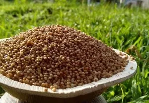 Unpolished Gluten-Free Kodo Millet