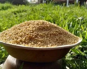 Unpolished Yellow Foxtail Millet