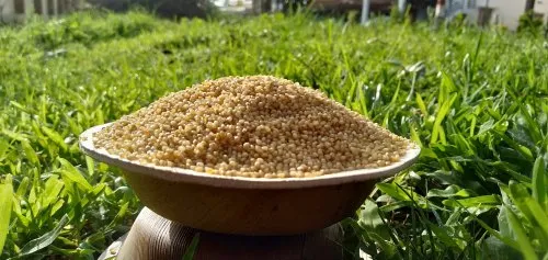 Unpolished Yellow Foxtail Millet