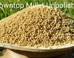 Unpolished Browntop Millet