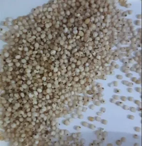 Barnyard Millet Madurai