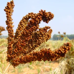 Nutrient-Rich Finger Millets