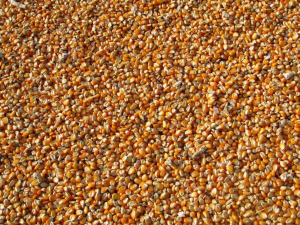 Proso Millet / Pani Varagu, Packaging Size: 25 kgs Bags