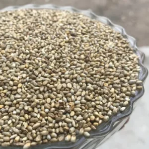 Cleaned Organic Pearl Millet