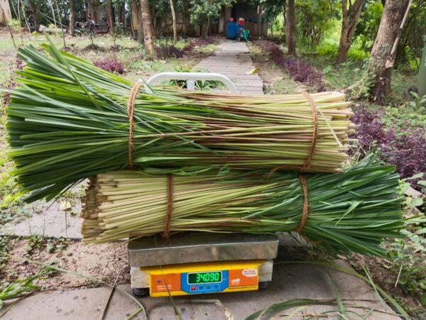 Lemongrass Stick