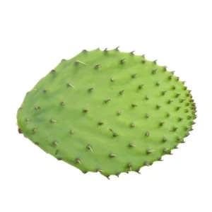 Prickly Pear Cactus Leaves